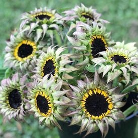 SunFill™ Purple, (F1) Sunflower Seeds